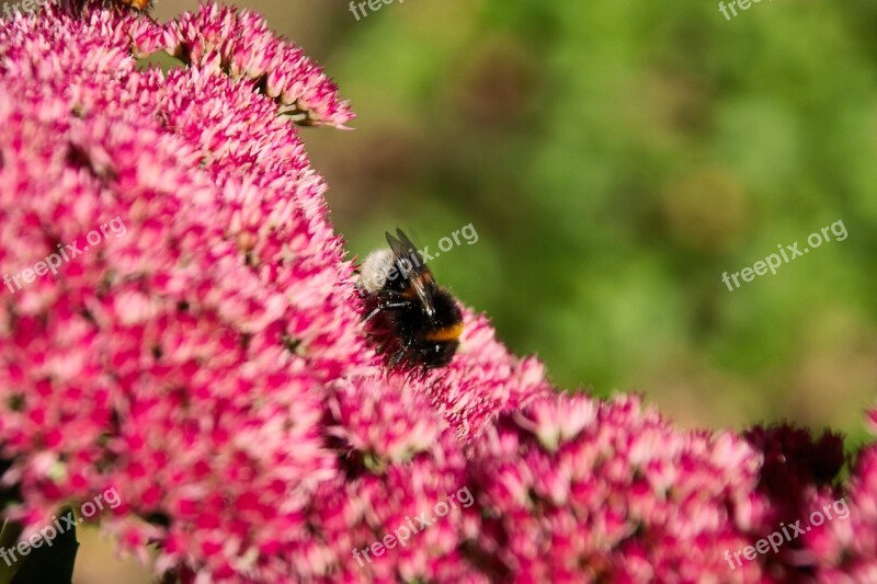 Stonecrop Autumn Joy Bee Sedum Telephium Garden