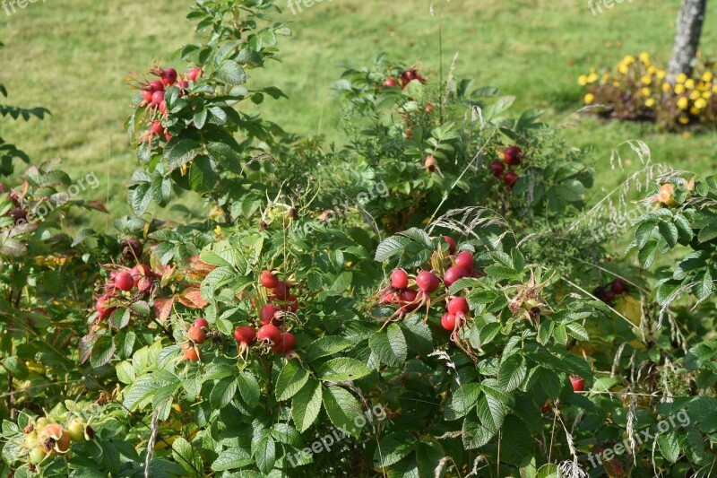 Rose Hips Bush Nature Free Photos