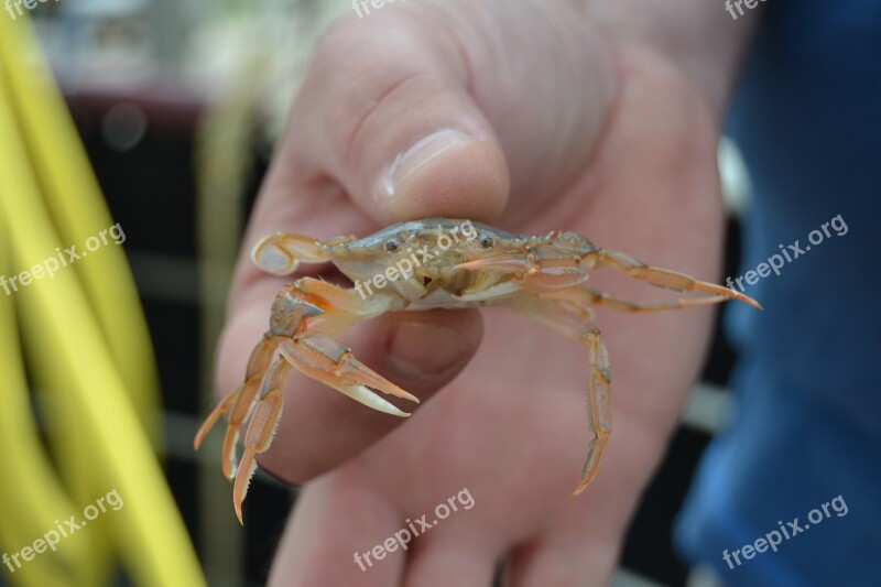 Cancer Hand Animal Meeresbewohner North Sea