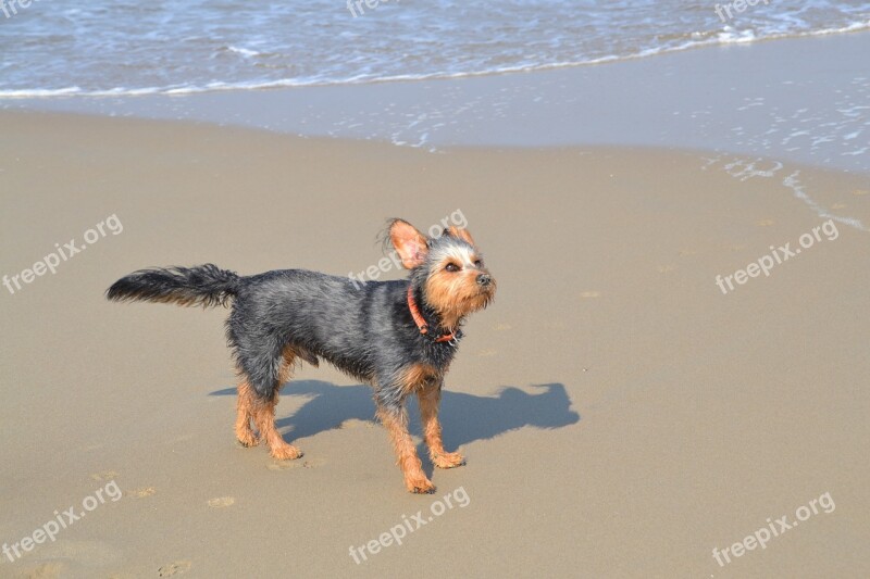 Dog On Beach Mongrel Dachshund Yorkshire Terrier Animal Sea