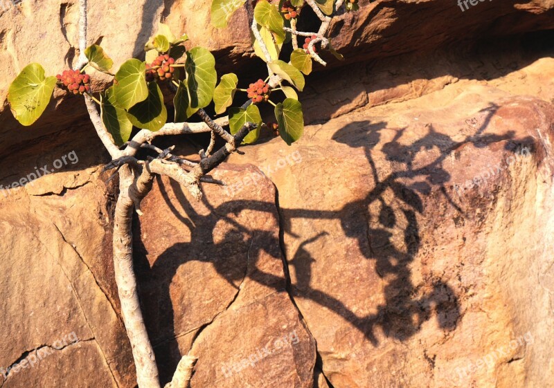 Nature Shadow Than Life Artist Hispanic Stone