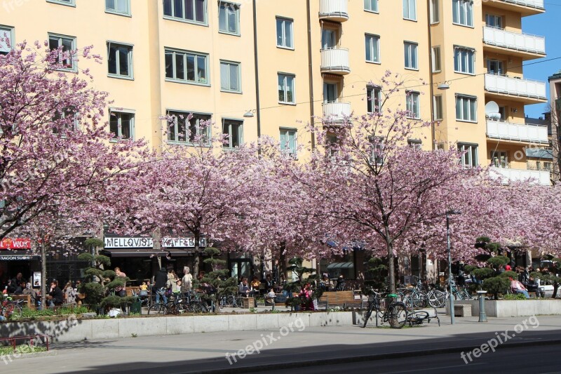 Spring Stockholm Tree Flowers Purple