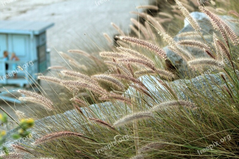 Malibu Beach Lifeguard Station Grass Grasses