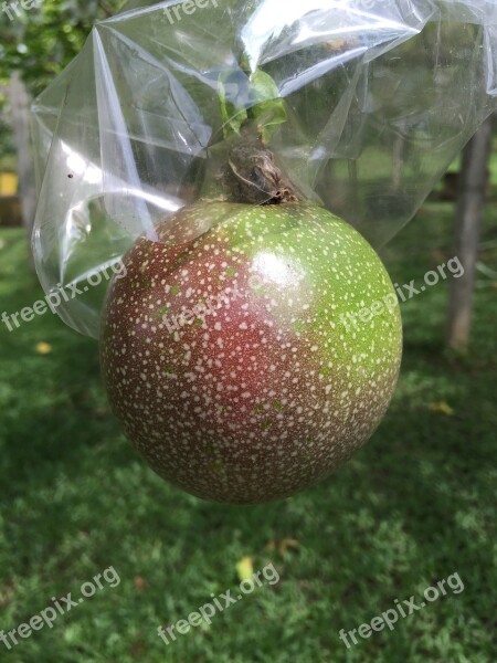 Passion Fruit Gardening Fruit Garden Nature