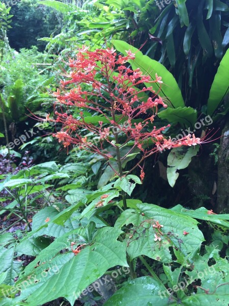 Tropical Garden Flower Tropical Garden Tropical Flowers