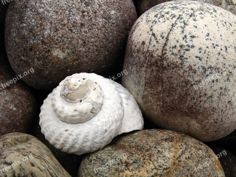 Shell Stone Pebble Sea Shell Beach