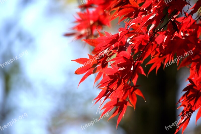 Autumn Leaves Autumn Wood Red Maple Leaf Free Photos