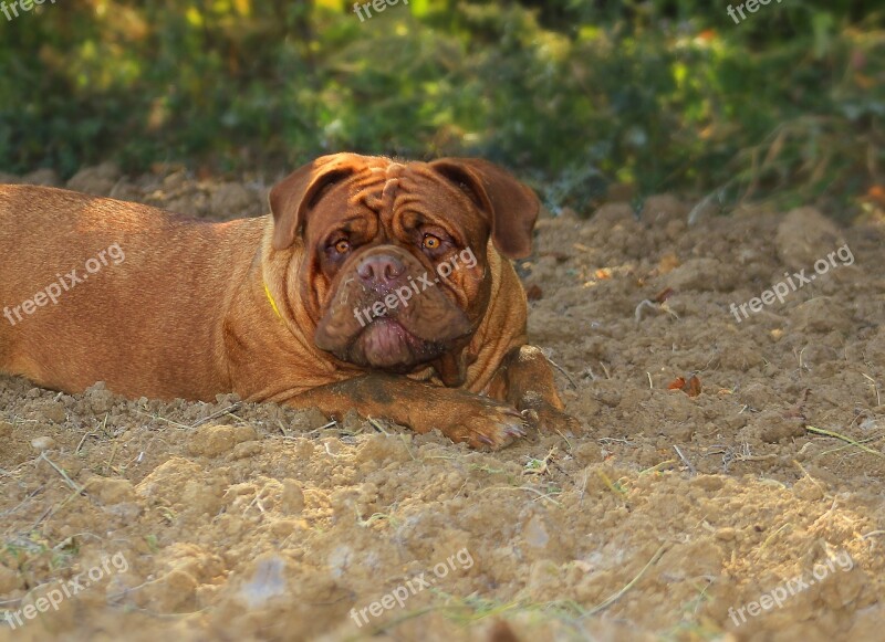 Bordeaux Dog Dogue Brown Summer