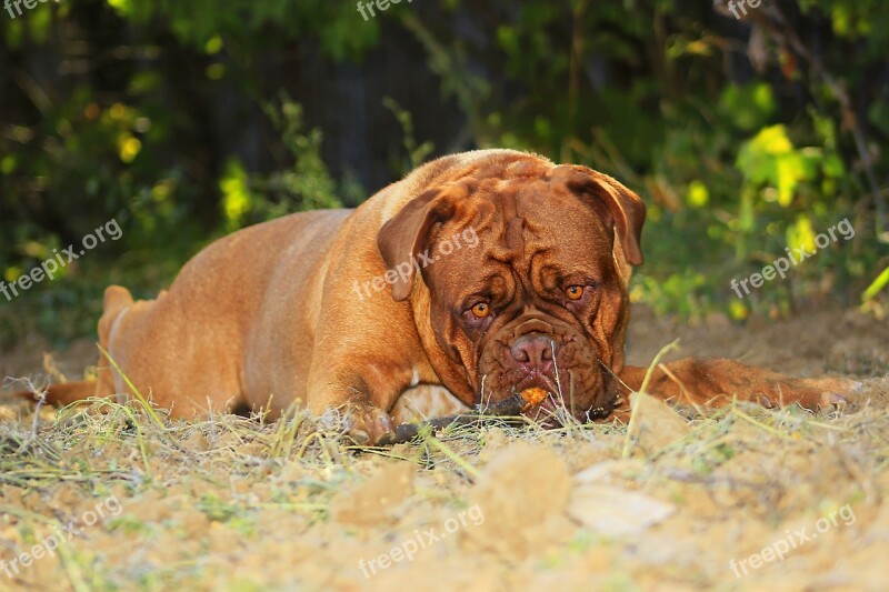 Bordeaux Dog Brown Summer De