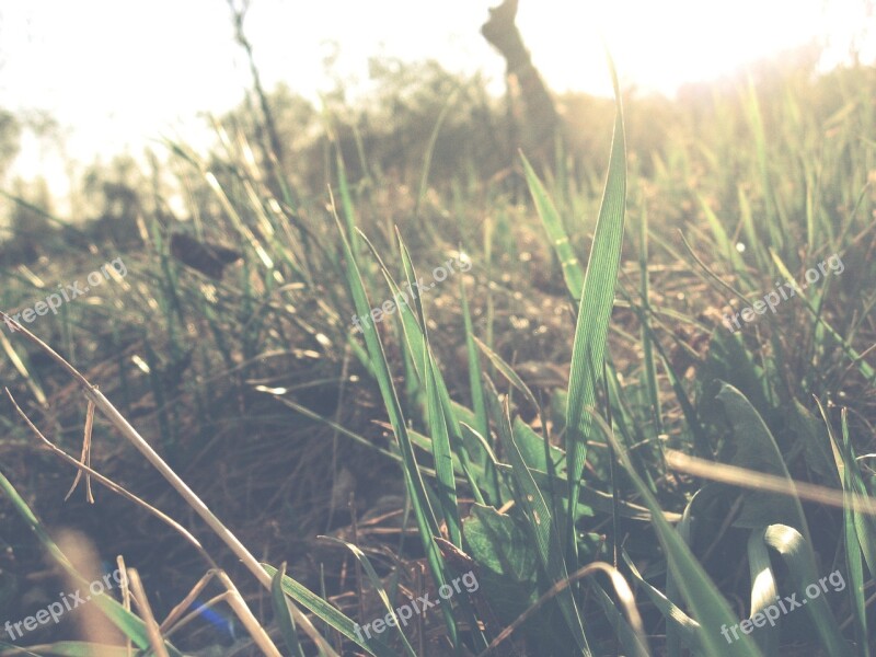 Leaves Light Summer Grass Greens