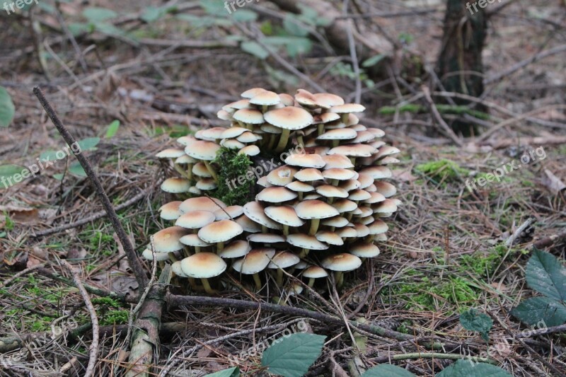 Forest Mushrooms Nature Autumn Mushroom Picking