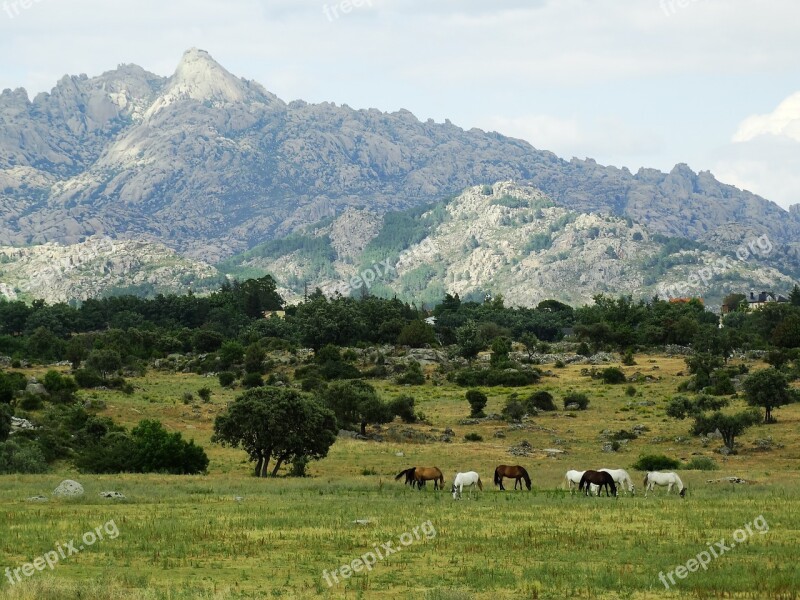 Helmet Pedriza Herd Of Horses Horses Prado