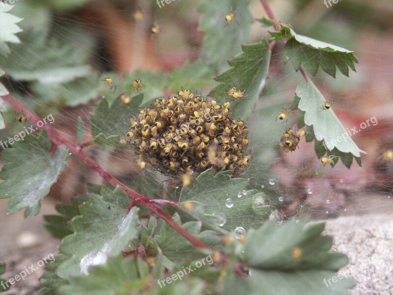 Spiders Nest Macro Leaves Garden