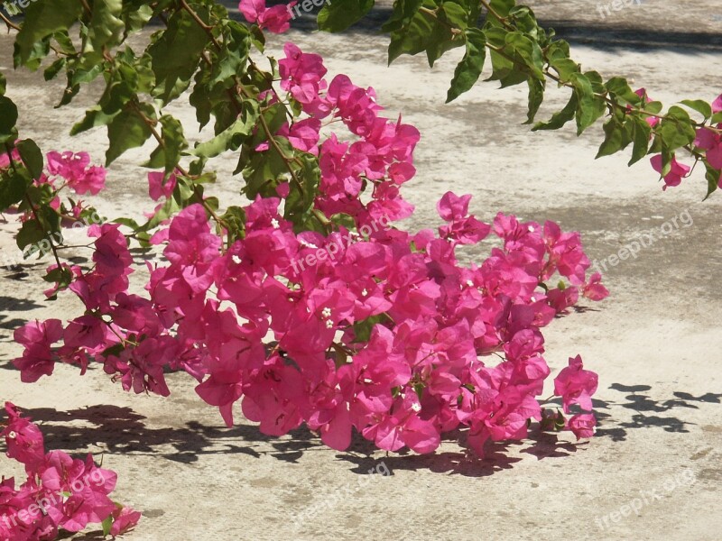 Flowers Pink Summer Public Garden Tree