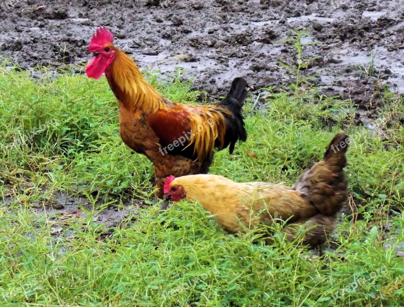 Rooster Chicken Hen Farm Chicken Farm