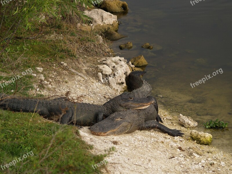 Love Alligator Wildlife Reptile Florida