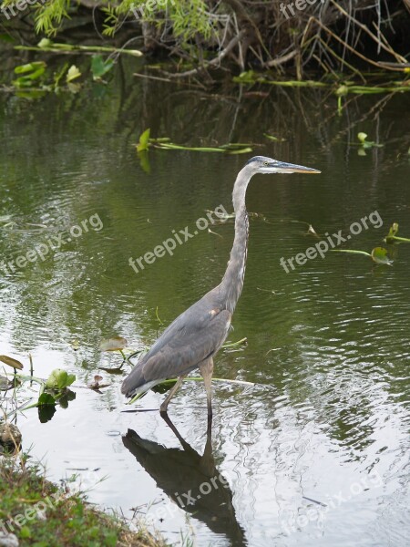 Juvenile Great Blue Heron Bird Wildlife Everglades Swamp