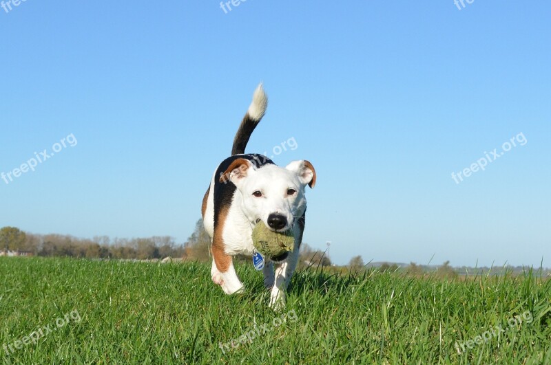 Dog Terrier Jack Russel Small Dog Tennis Ball