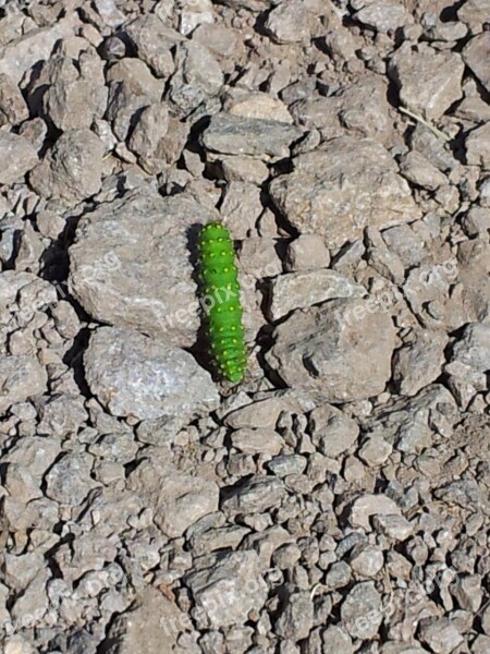 Caterpillar Green Nature Inch At