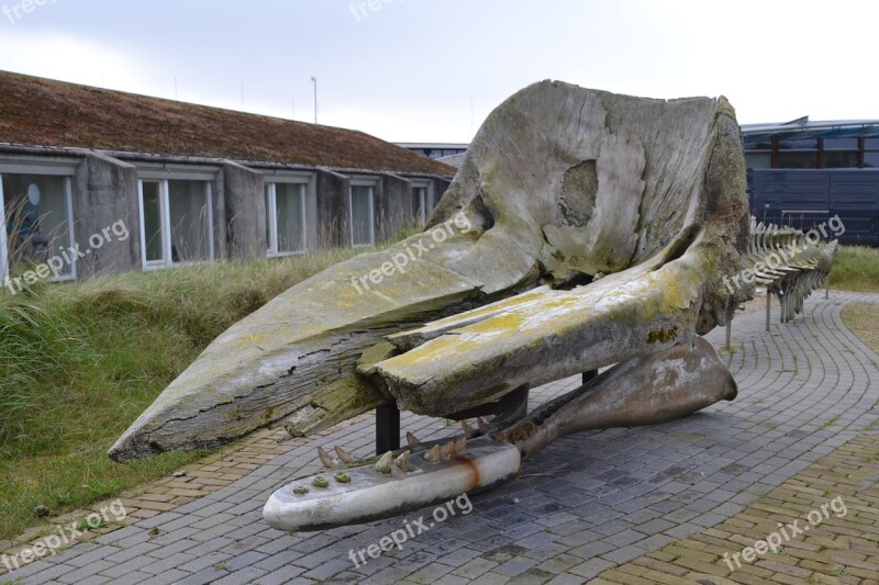 Museum Bone Skull Texel Ecomare