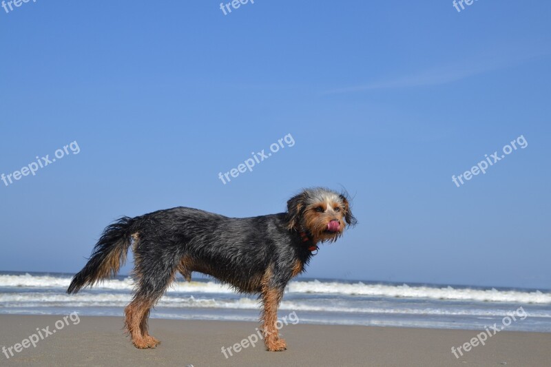 Dog On Beach Wiener Yorkshire Terrier Hybrid Animal