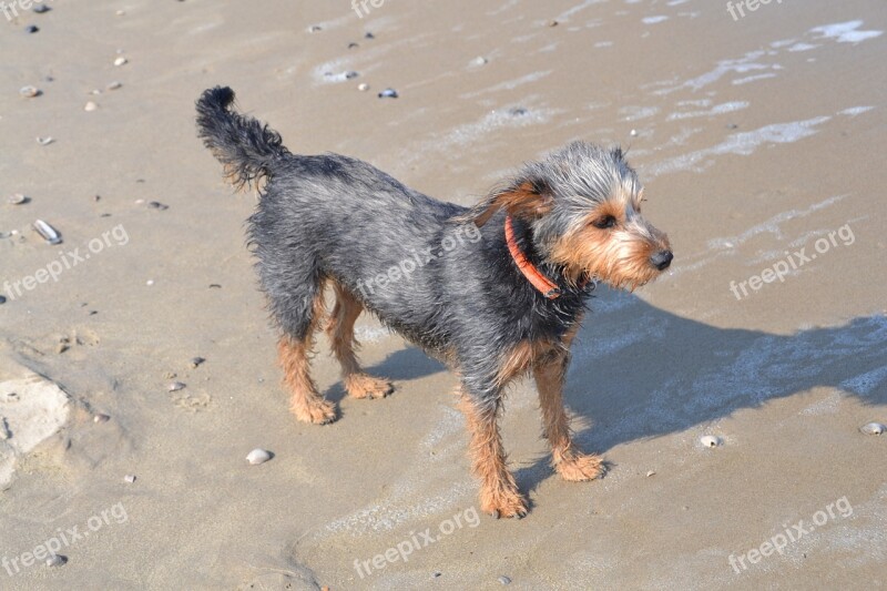 Dog On Beach Mongrel Dachshund Yorkshire Terrier Animal Free Photos