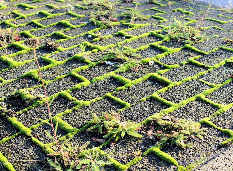 Sidewalk Pavement Overgrown Symmetry Garden