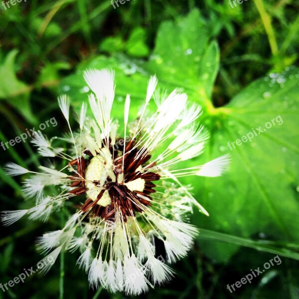 Dandelion Flower Beautiful Sorry Summer