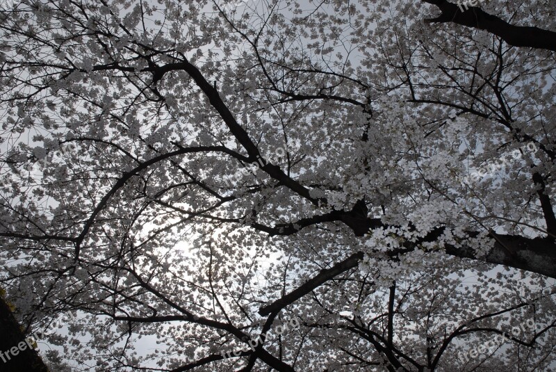 Spring Sakura Pink White Flowers