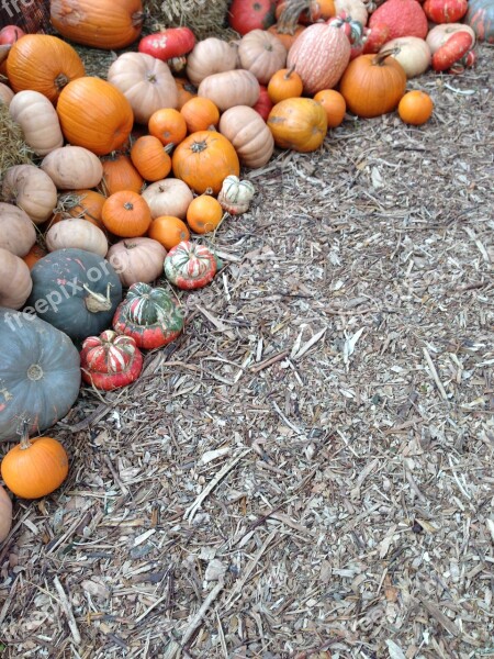 Pumpkin Fall Dallas Harvest Decoration