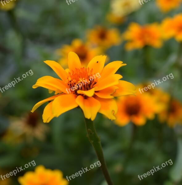 Blossom Bloom Composites Flower Yellow