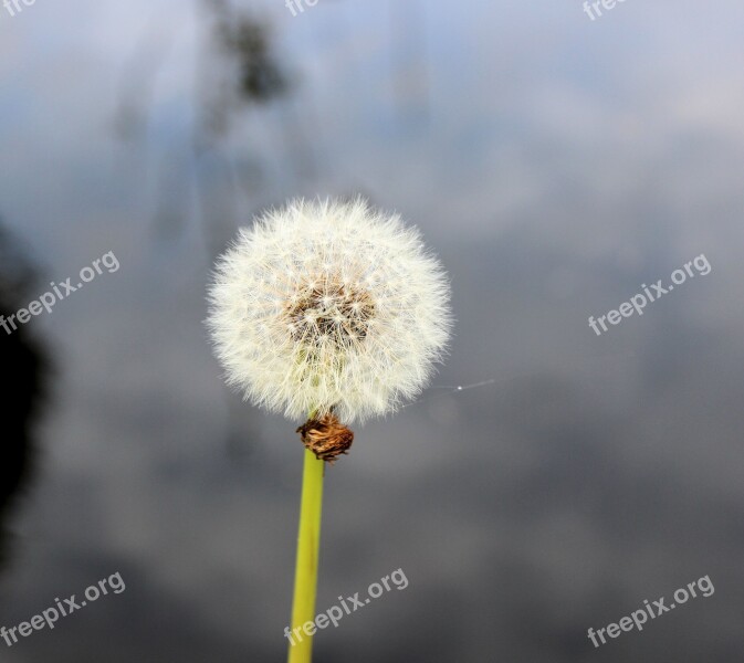 Dandelion Overblown Fluff Free Photos