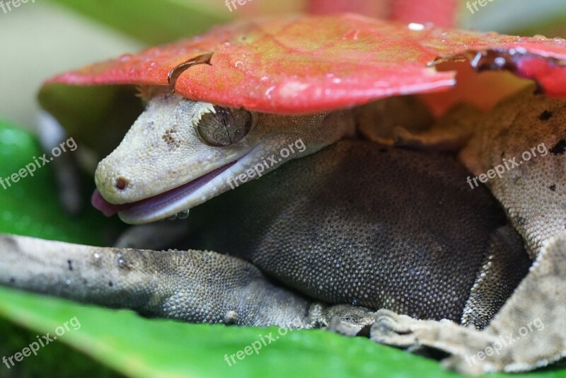 Crown Gecko Lizard Gecko Animal World Reptile