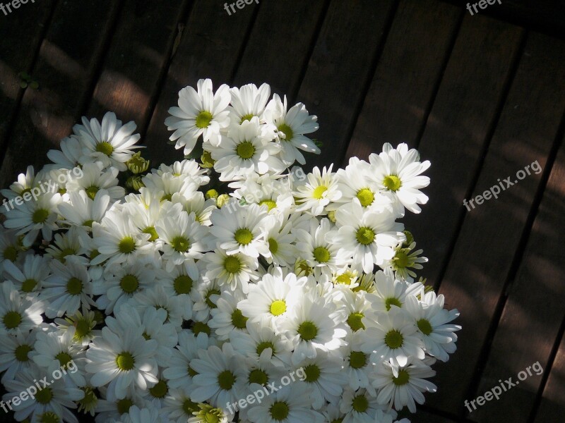 August Balcony Balcony Plants Balcony Plant Flowers