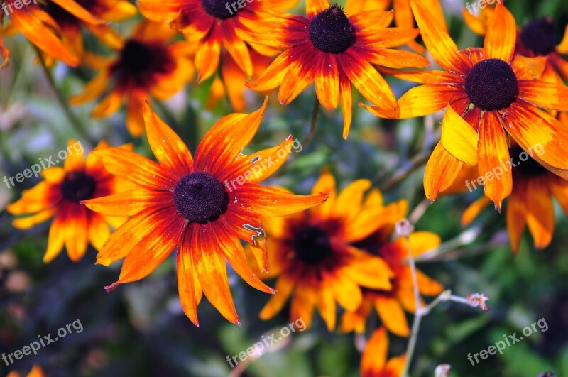 Orange Flowers Nature Floral Summer