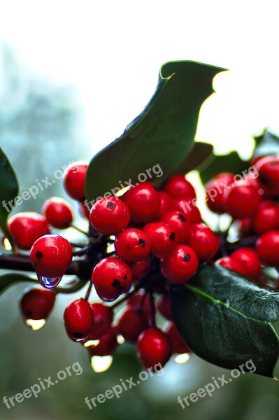 Holly Red Berry Christmas Decoration