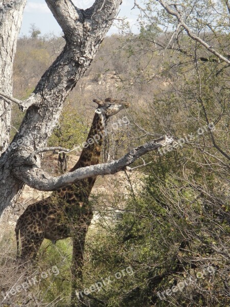 Giraffe Long Africa Wild Animal National Park