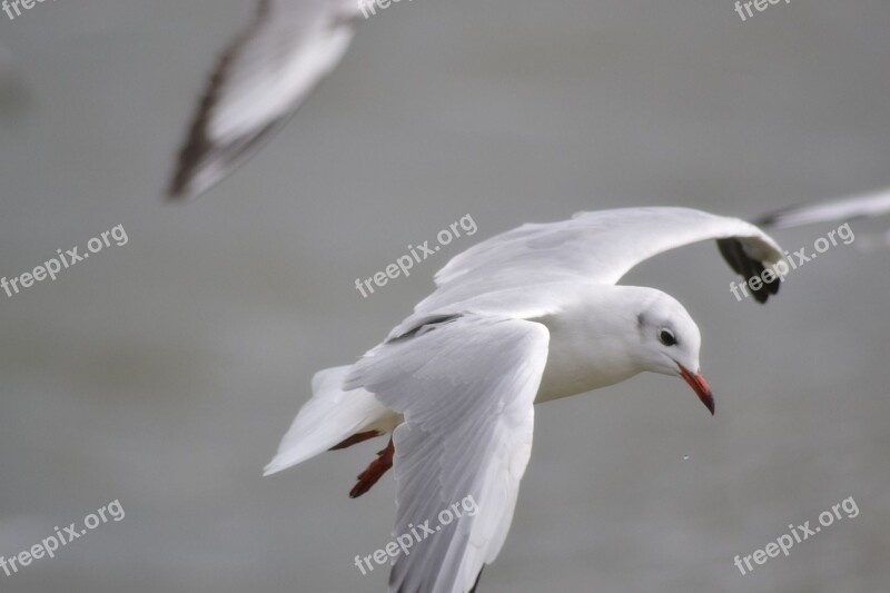 Seagull Water Seevogel Flying Lake