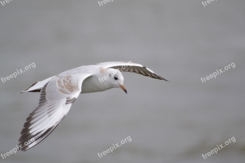 Seagull Water Seevogel Flying Lake