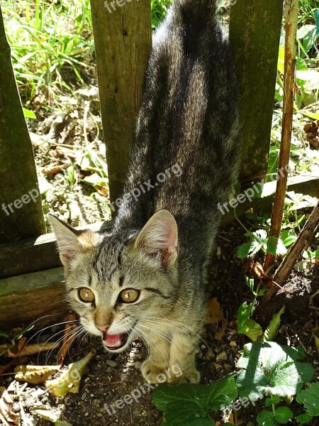 Cat Meow Foot Cat Face Domestic Cat