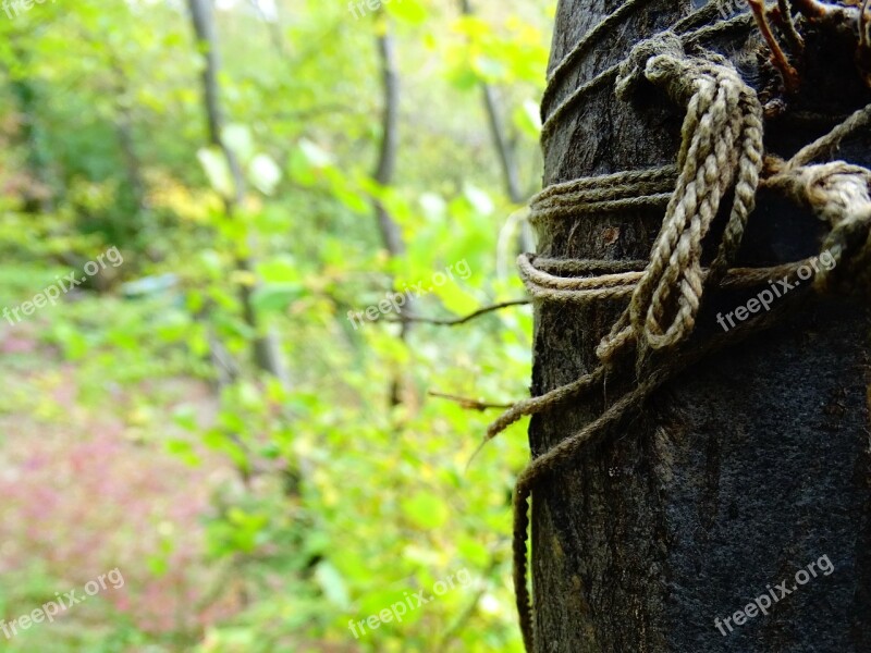 Cord Forest Tree Knot Free Photos