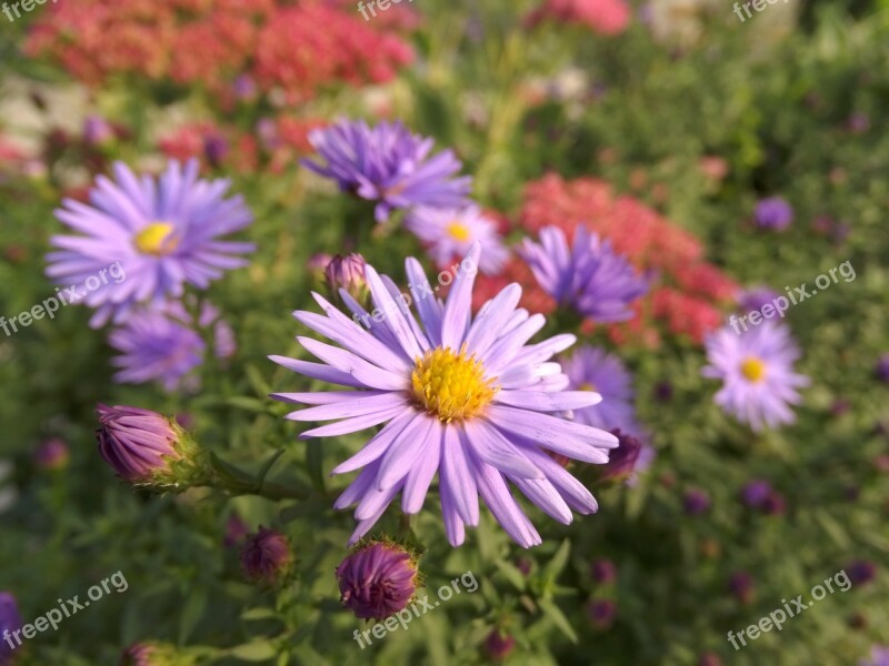 Aster Nature Purple Flower Summer Green