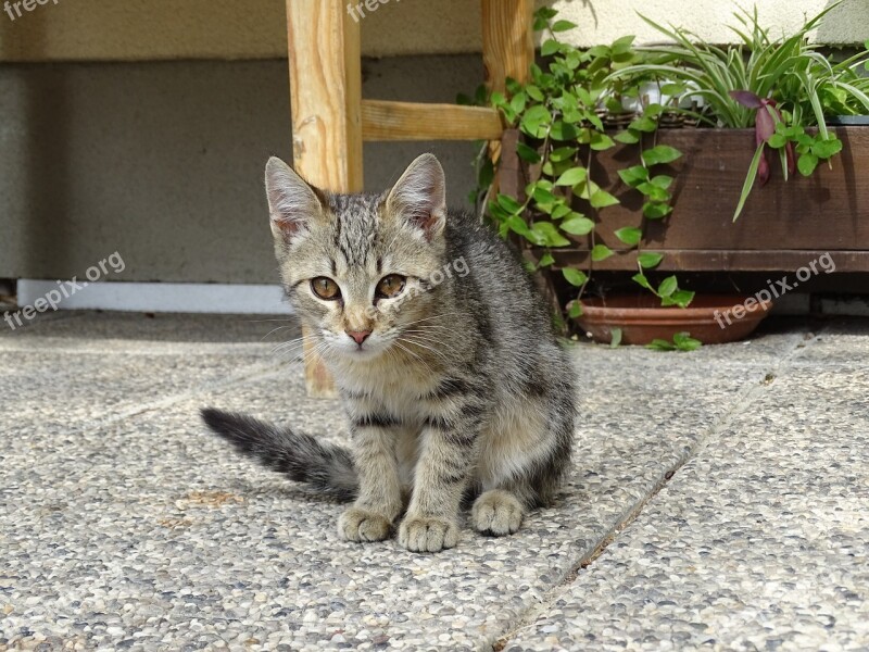 Cat Attention Young Cat Stone Head