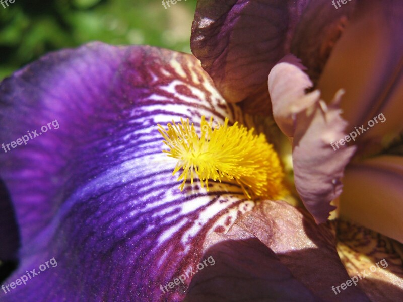 Iris Purple Iridaceae Dark Purple Violet