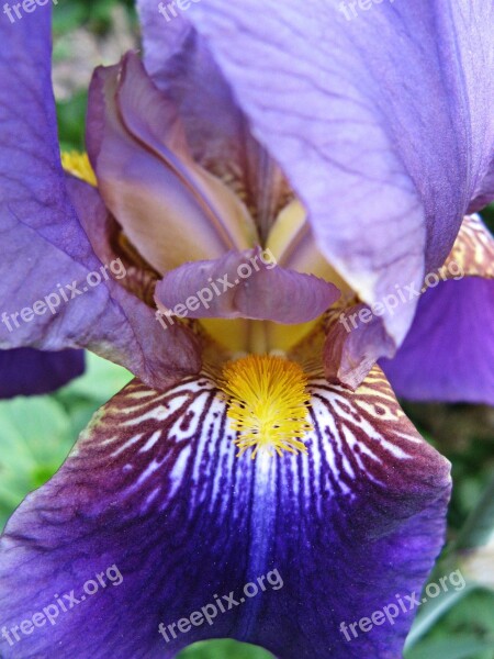 Iris Purple Iridaceae Dark Purple Violet