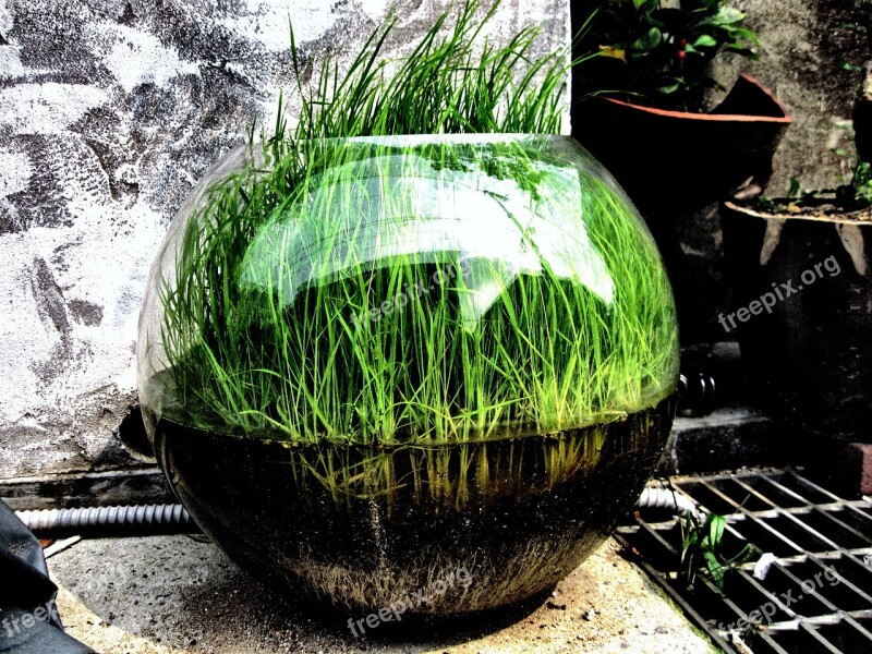 Grass Bowl Green Turf Art