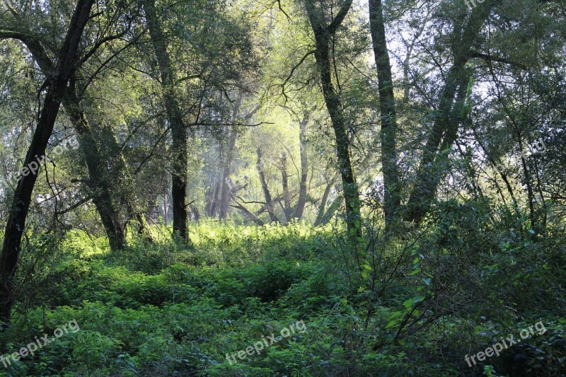 Forest Tree Nature Landscape Light