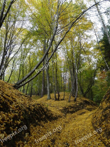 The Founding Fathers Poland The National Park Landscape Tree