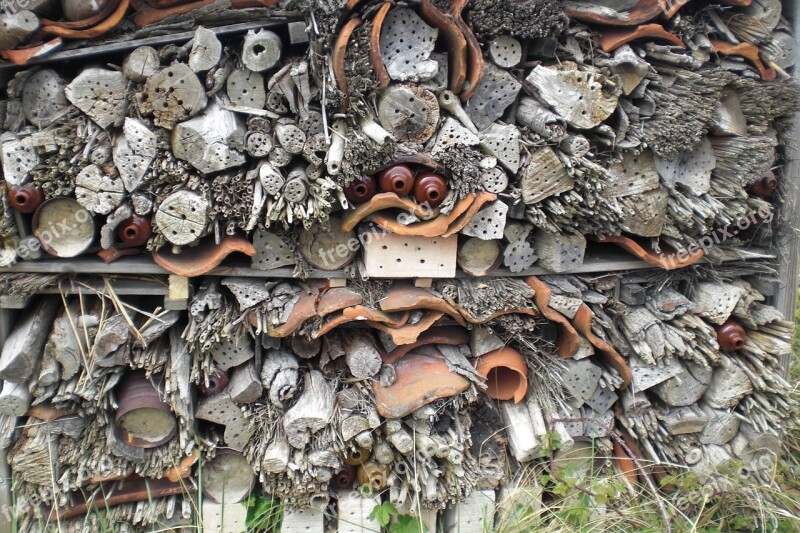 Insect House Bee Hotel Bees Texel Wood