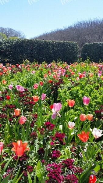 Tulips Spring Flower Nature Spring Flowers